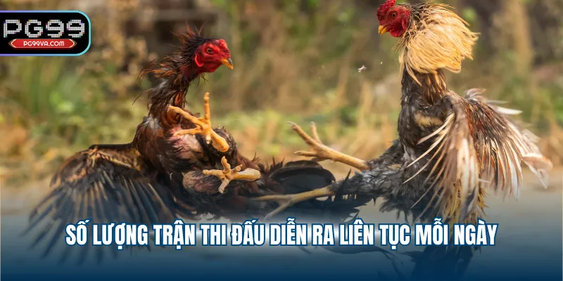 Số lượng trận thi đấu diễn ra liên tục mỗi ngày